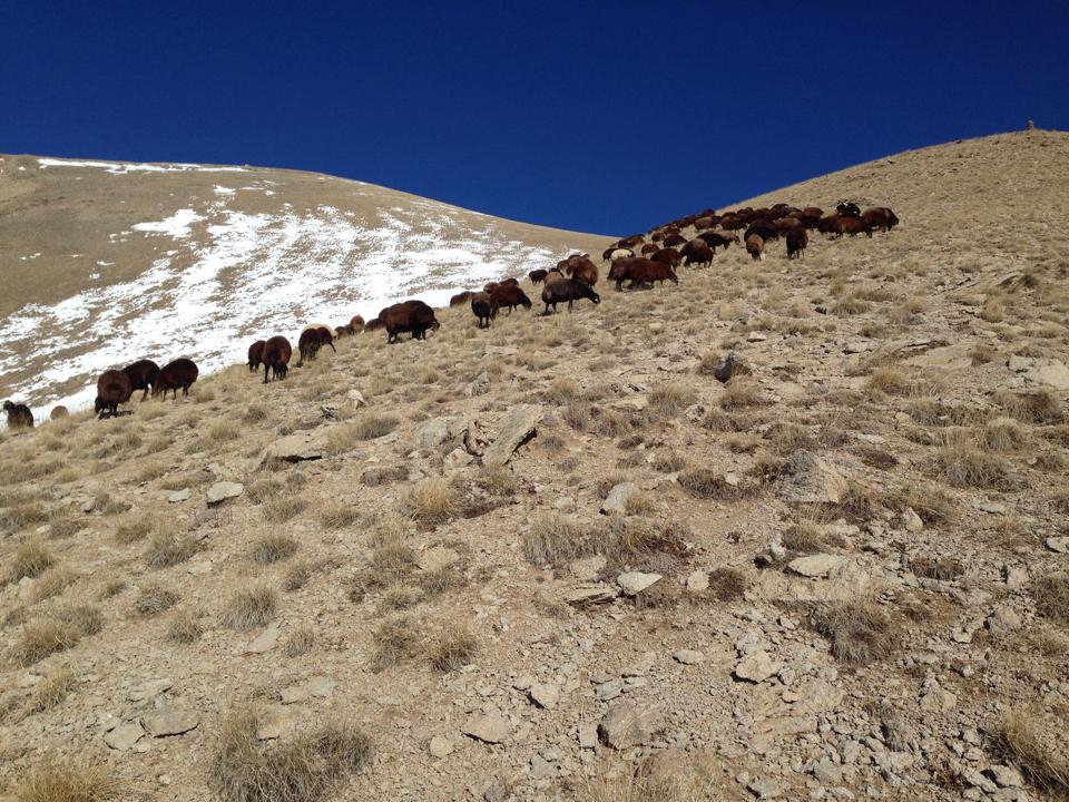 Ağrı Eleşkirt Gözaydın Köyü Resimleri 68
