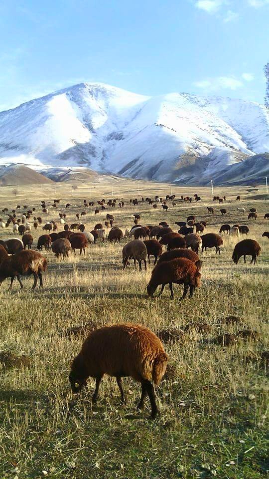 Ağrı Eleşkirt Gözaydın Köyü Resimleri 70