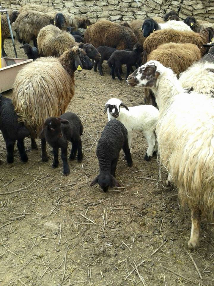 Ağrı Eleşkirt Gözaydın Köyü Resimleri 75