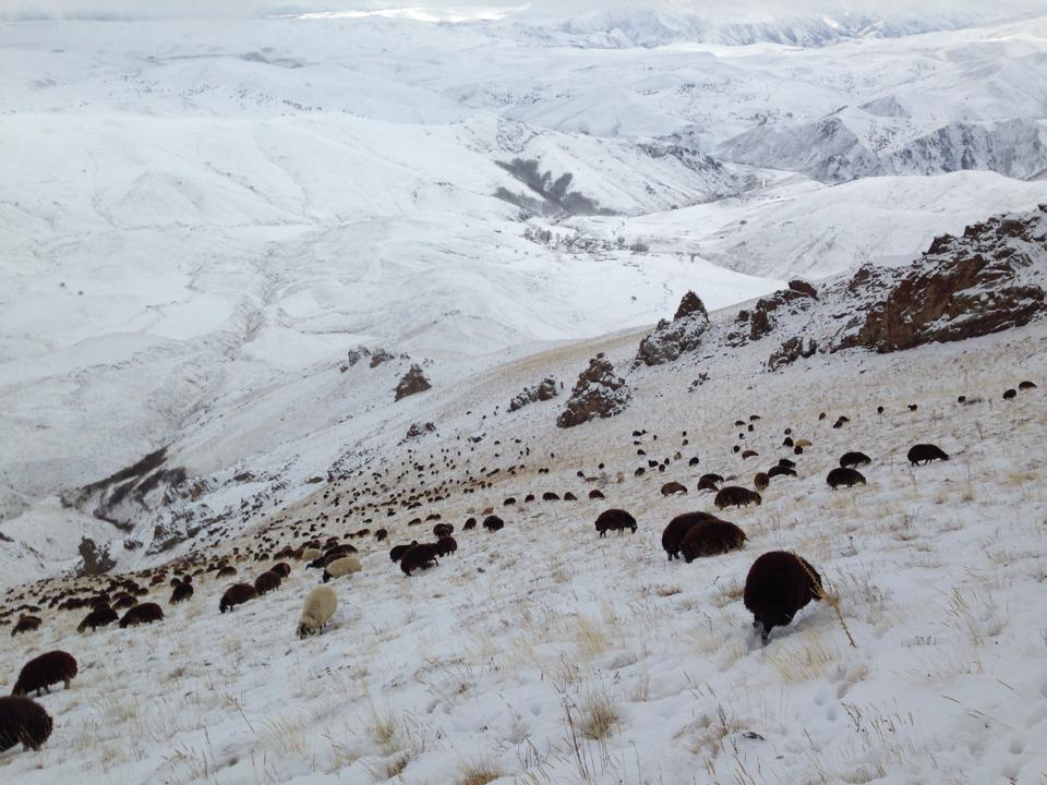 Ağrı Eleşkirt Gözaydın Köyü Resimleri 78