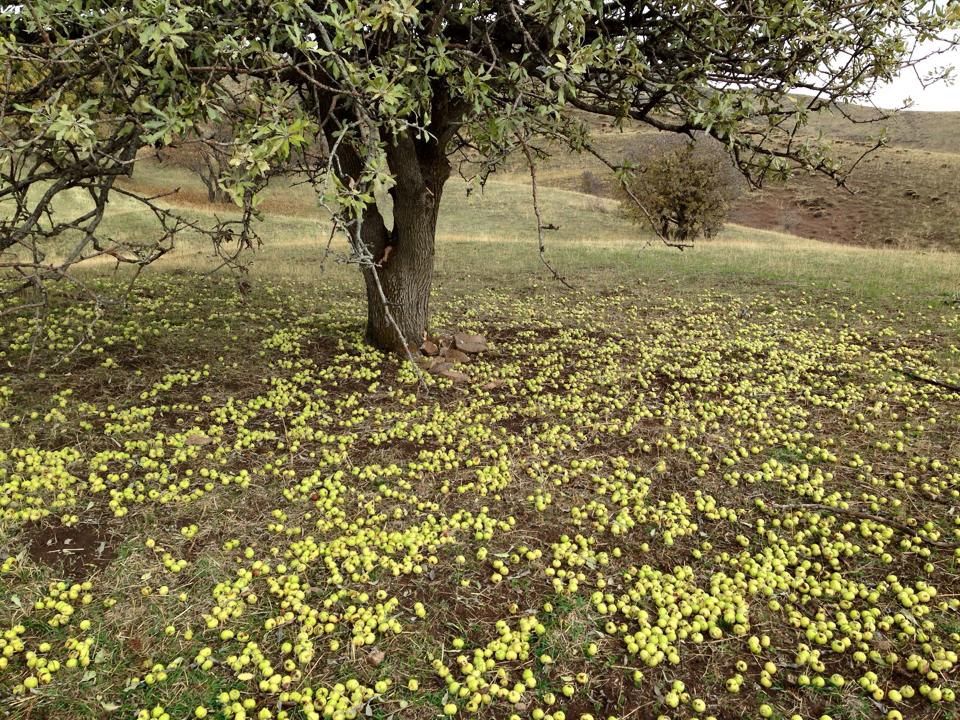 Ağrı Eleşkirt Gözaydın Köyü Resimleri 89