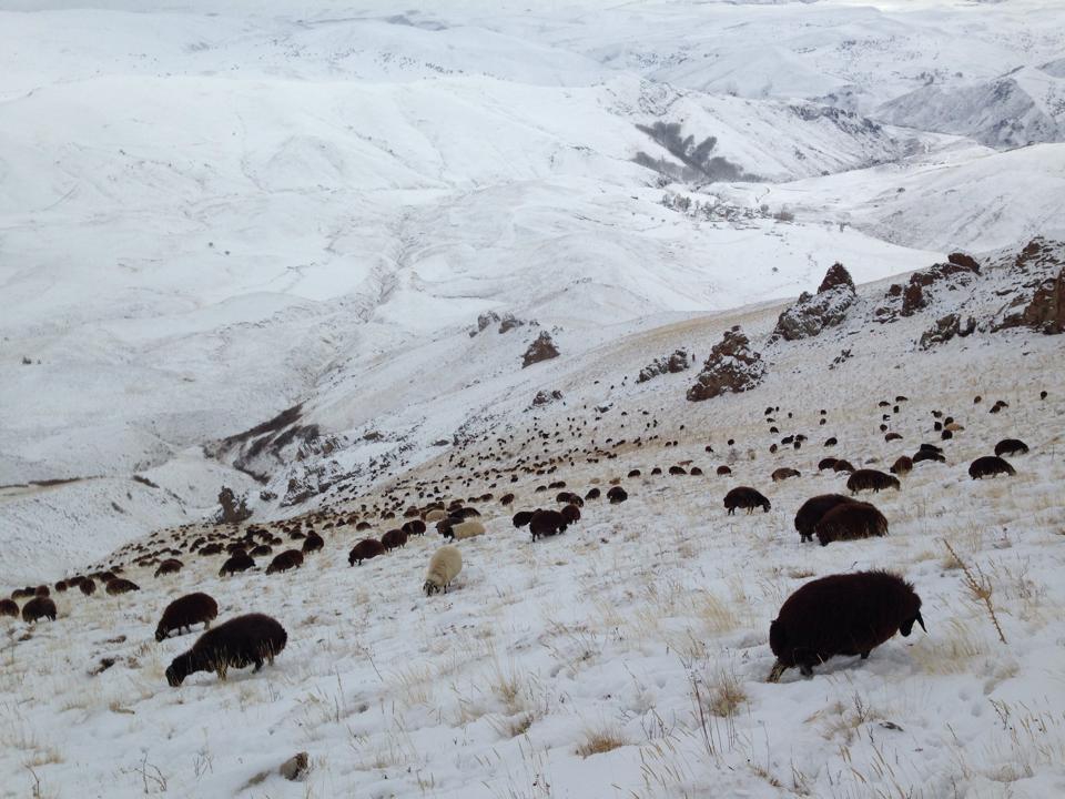 Ağrı Eleşkirt Gözaydın Köyü Resimleri 93