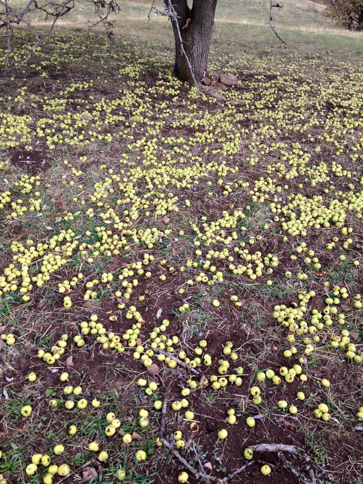Ağrı Eleşkirt Gözaydın Köyü Resimleri 96