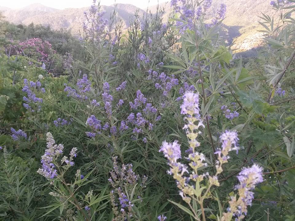 Ağrı Eleşkirt Güneykaya Köyü Resimleri 3