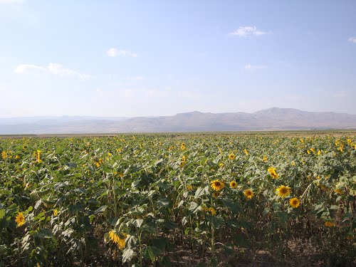 Ağrı Eleşkirt Güvence Köyü Resimleri 13