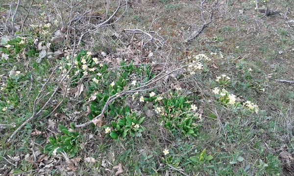 Amasya Abacı Köyü Resimleri 11
