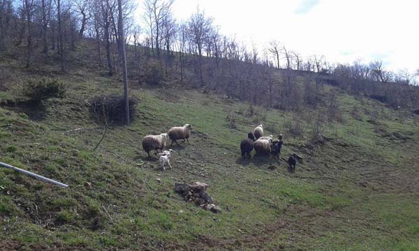 Amasya Abacı Köyü Resimleri 9