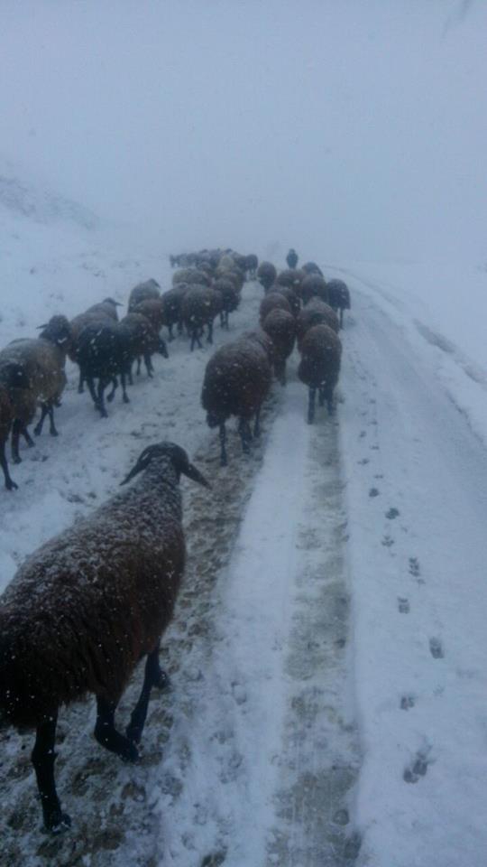 Ağrı Eleşkirt İkizgöl Köyü Resimleri 1