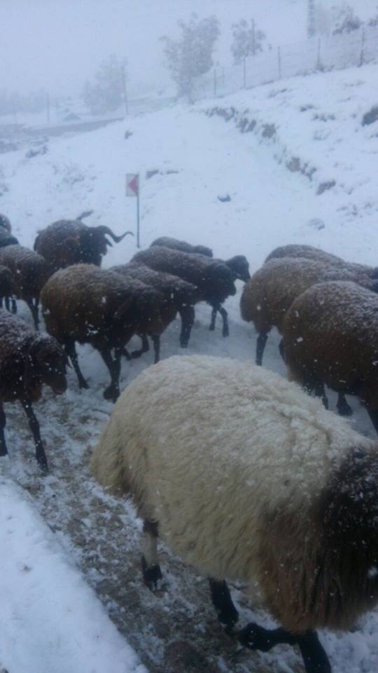 Ağrı Eleşkirt İkizgöl Köyü Resimleri 64