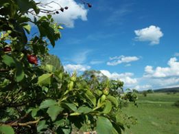 Şiran Günbatur Köyü Resimleri 4