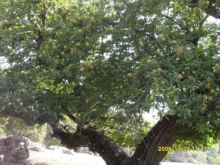 Antalya Manavgat Ballıbucak Köyü Resimleri 27