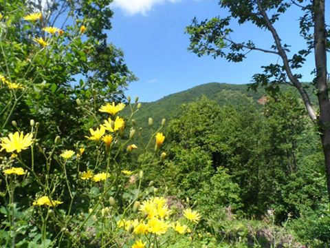 Yalova Güneyköy Resimleri 10