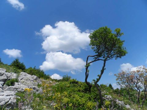 Yalova Güneyköy Resimleri 11