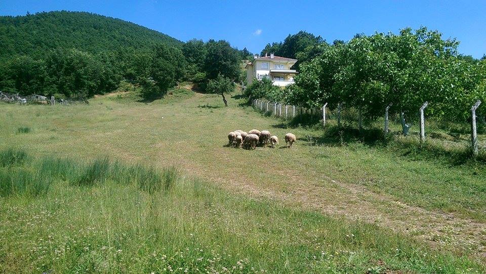 Yalova Güneyköy Resimleri 13