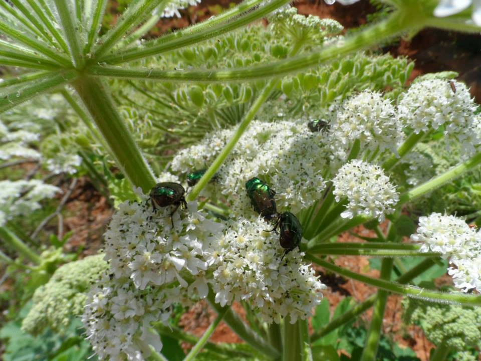 Yalova Güneyköy Resimleri 3