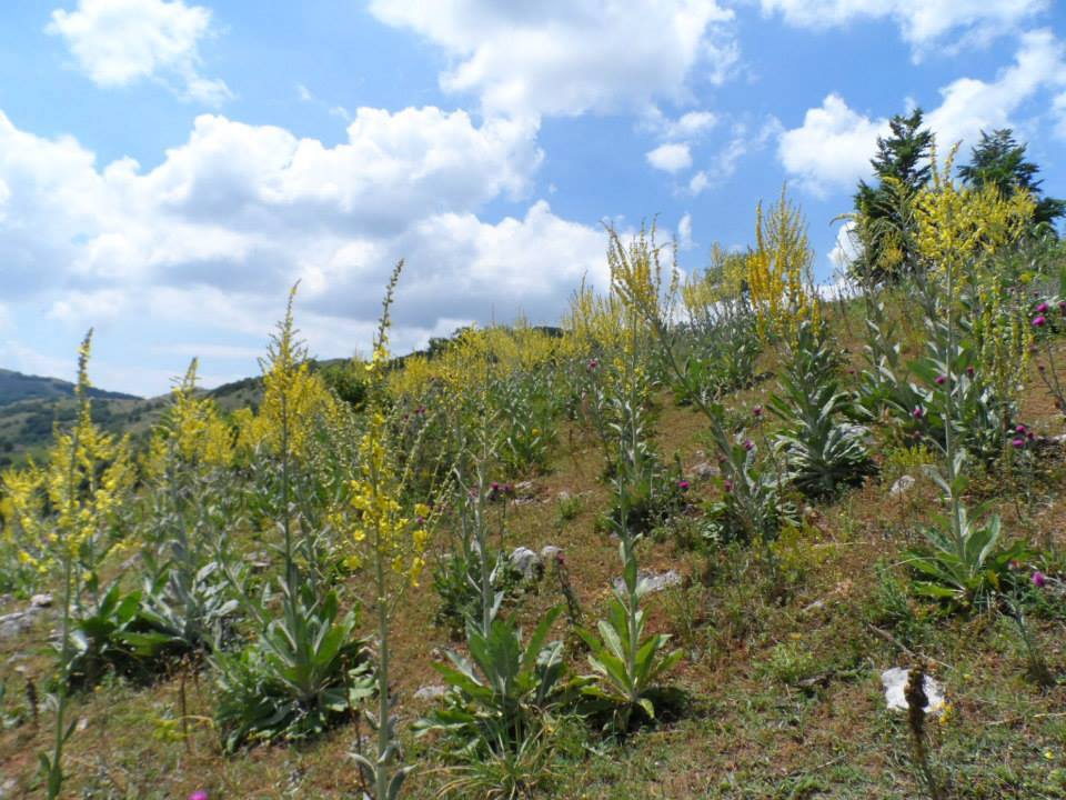 Yalova Güneyköy Resimleri 5
