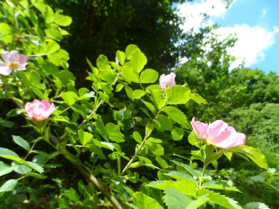 Yalova Güneyköy Resimleri 6