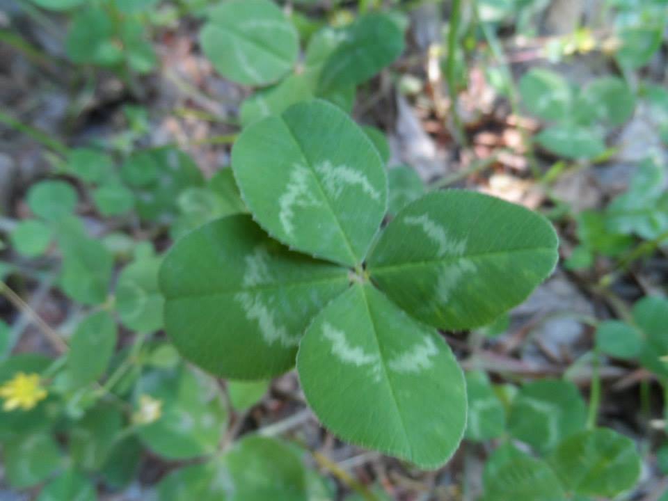 Yalova Güneyköy Resimleri 9