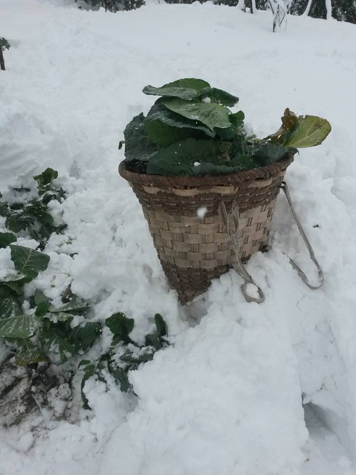 Akçaabat Akçakale Köyü Resimleri 15