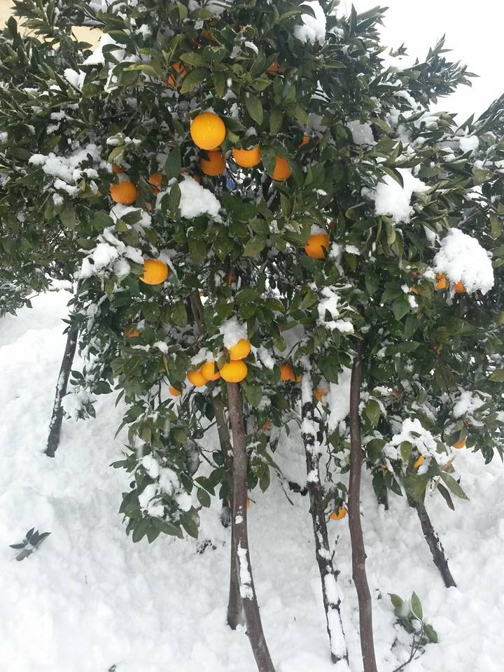 Akçaabat Akçakale Köyü Resimleri 17