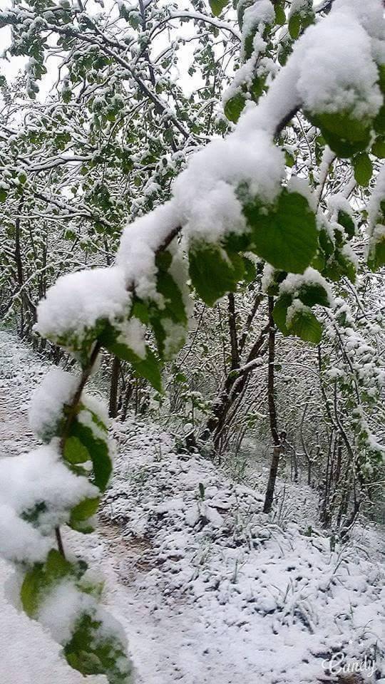 Akçaabat Akçaköy Resimleri 20