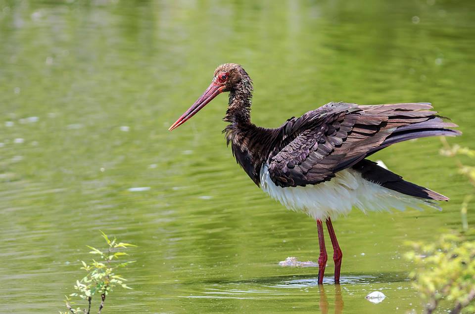 Ayvacık Balabanlı Köyü Resimleri 4