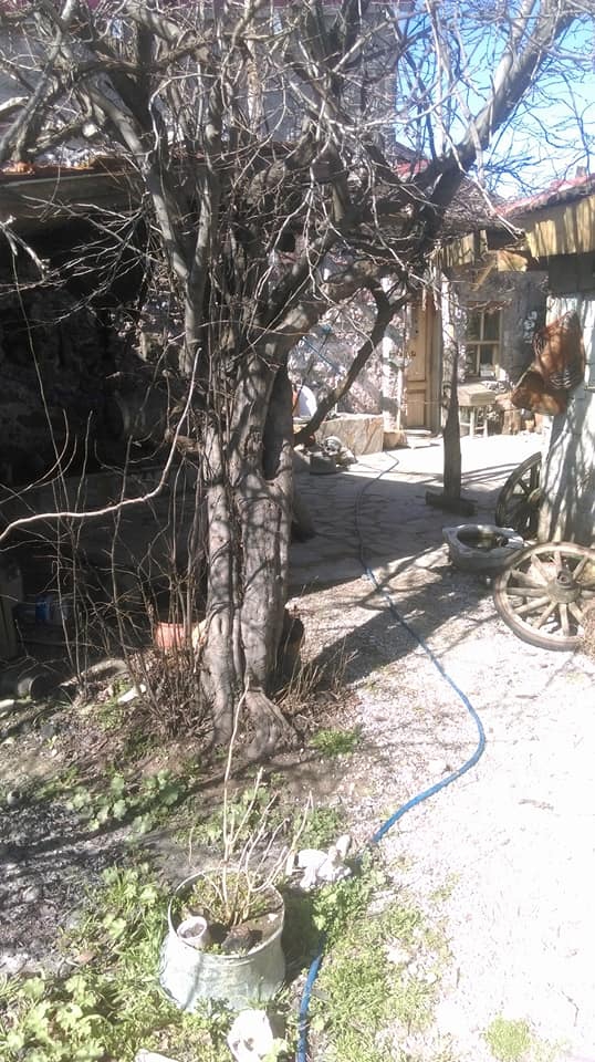 Ayvacık Dibekli Köyü Resimleri 7