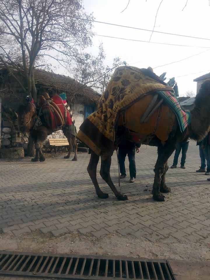 Ayvacık Sapanca Köyü Resimleri 10