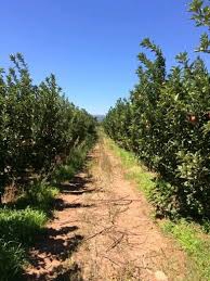 Ayvacık Sapanca Köyü Resimleri 2