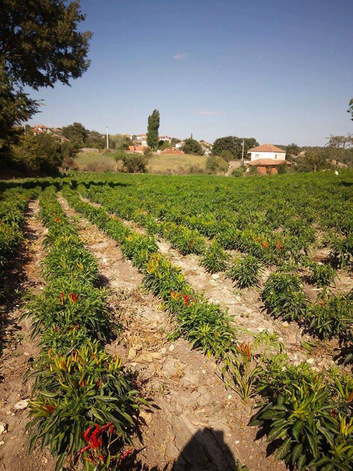 İvrindi Büyükfındık Köyü Resimleri 4
