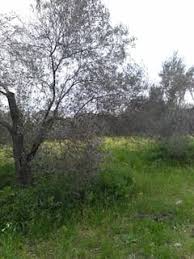 Bayramiç Ahmetçeli Köyü Resimleri 2