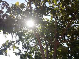 Bayramiç Akpınar Köyü Resimleri 3