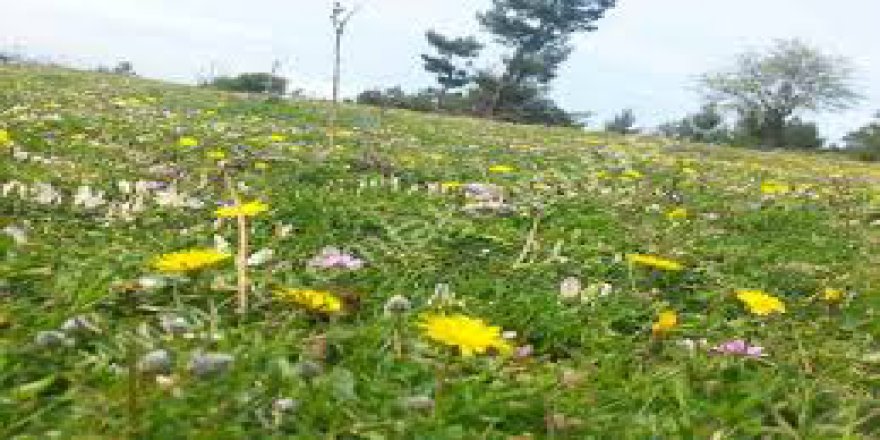 Bayramiç  Alakeçi Köyü  Resimleri