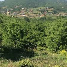 Bayramiç Alikabaklar Köyü Resimleri 1