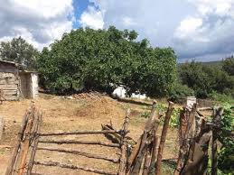 Bayramiç Alikabaklar Köyü Resimleri 5