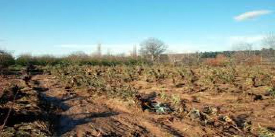 Bayramiç Aşağışevik  Köyü Resimleri