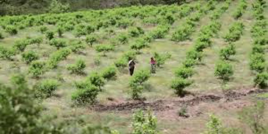 Bayramiç Cazgırlar Köyü Resimleri