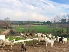 Bayramiç Çatalçam Köyü Resimleri 2