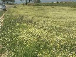 Bayramiç Çavuşlu Köyü  Resimleri 3