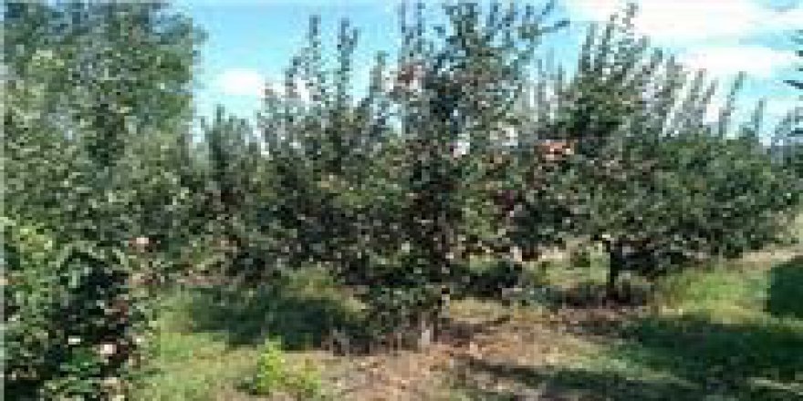 Bayramiç Çırpılar Köyü Resimleri