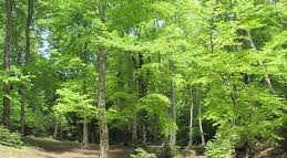 Bayramiç Çiftlikköy Köyü Resimleri 3