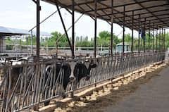 Bayramiç Çiftlikköy Köyü Resimleri 6