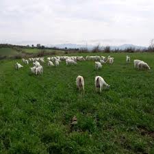 Bayramiç Doğancı Köyü Resimleri 2