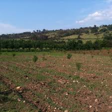 Bayramiç Doğancı Köyü Resimleri 3