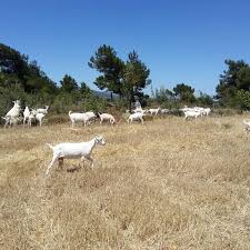 Bayramiç Doğancı Köyü Resimleri 4