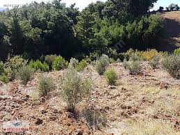 Bayramiç Güzeltepe Köyü Resimleri 4