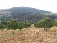 Bayramiç Hacıbekirler Köyü 1