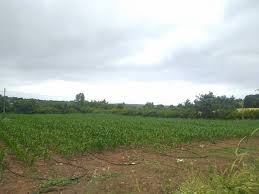 Bayramiç Işıkeli Köyü Resimleri 5