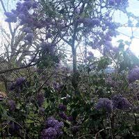 Bayramiç Karaibrahimler Köyü  Resimleri 1