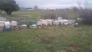 Bayramiç Karıncalı Köyü  Resimleri 3